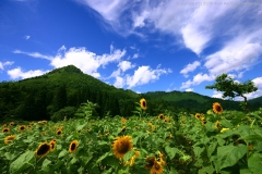 夏の風物詩