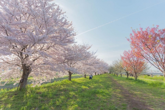 sakura2016