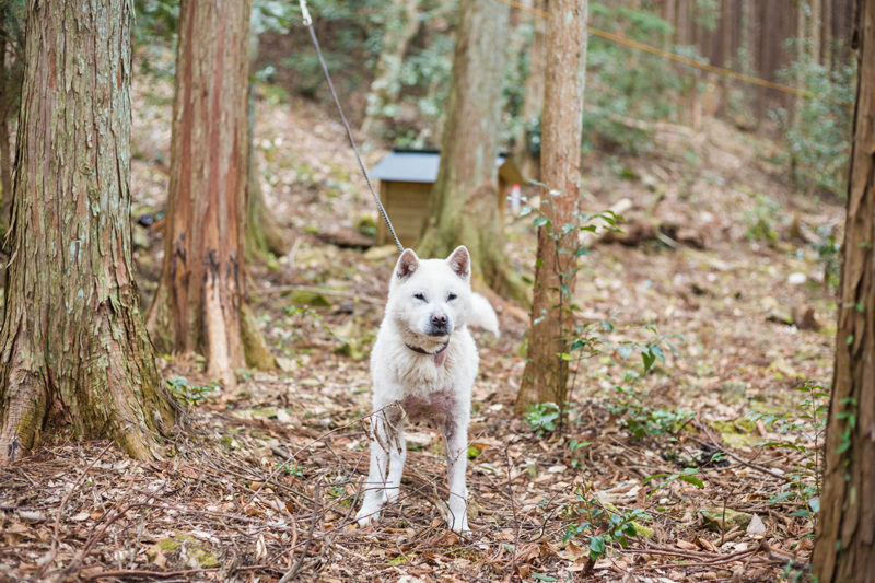 白犬