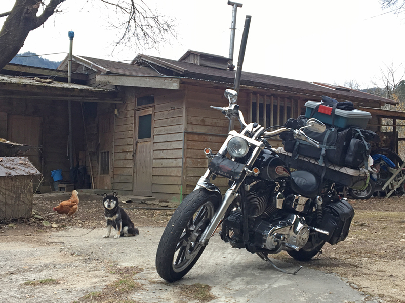 黒柴 Harley-Davidson FXDL Lowrider