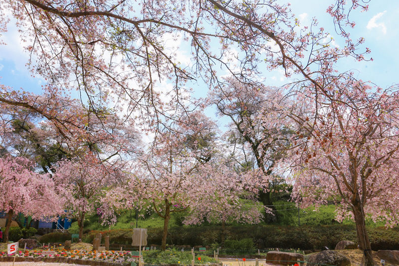 笠置キャンプ場の桜