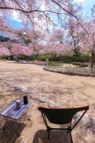 笠置キャンプ場の桜