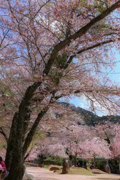 笠置キャンプ場の桜