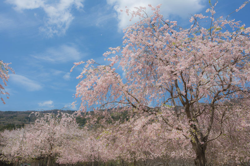 笠置キャンプ場の桜