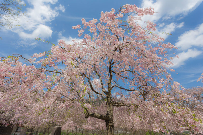 笠置キャンプ場の桜