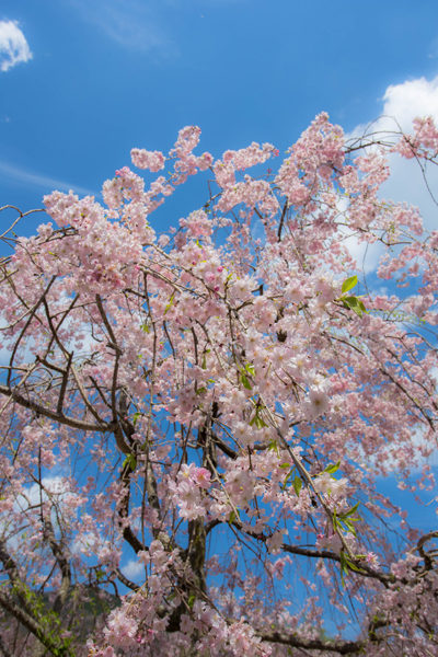 笠置キャンプ場の桜