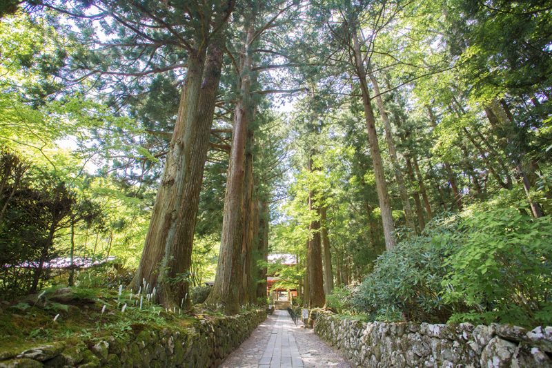 宝積山光前寺 杉並木道